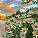 -daisies decor-