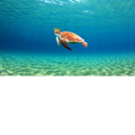 turtlearesocool