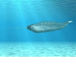 The Narwhal ######