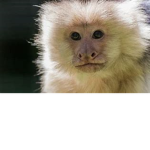 Chill Monke gang