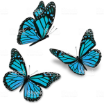 Butterfly Bee Squad!