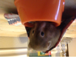 The Hamster God Brownie