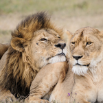 The last standing lions