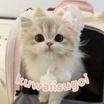 kuwaiisugoi