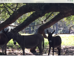 I Love Donkeys Sqaud!