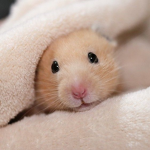 Hamster official