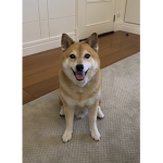 God of Dog claims