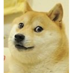 The Doge ArmY?