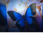 #ButterfliesFlyHigh