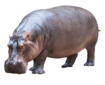 find the hippos group