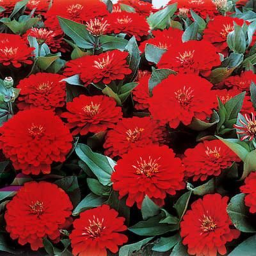 Petalos de rosas rojas y puras.