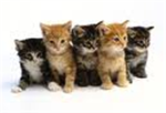LOVERS OF KITTENS