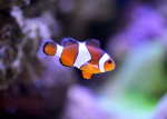 Blue guppies