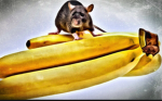 Banana Rats