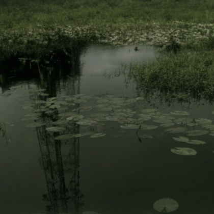 lilipads gloomy pond