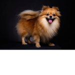 awesome doges boi