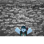 Stripes Photography