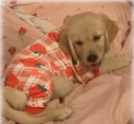 paws pups group