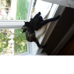 KittenWorks