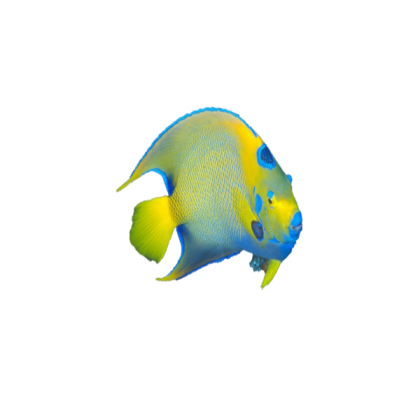 fish 4 Roblox decal