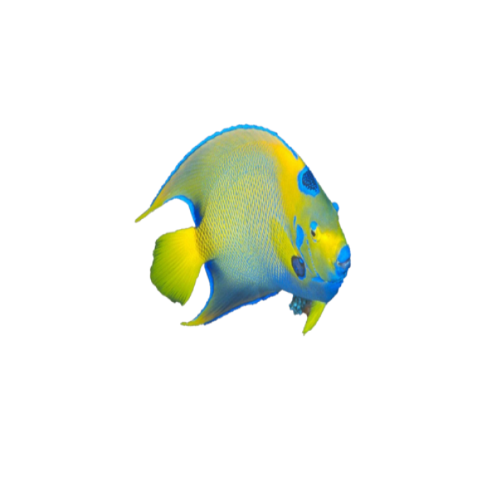 fish 4 Roblox decal