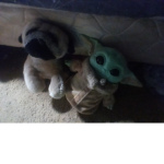 Friend+Pug=Friend