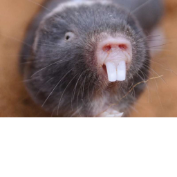 Rat Warzone (Beta)