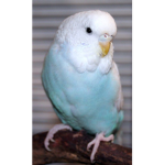 Budgie