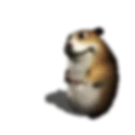 Blurry Chomik