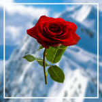 Squad Rose
