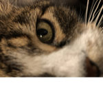 Meow the row