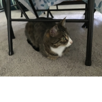 T1D CATS