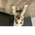 Ali doggy