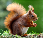 The best squirrel army