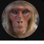 Monkey and football fan group