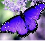 Ella’s Butterflies!