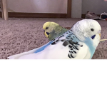 Los wiiwiis