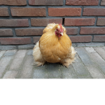 Chicken gang stuntkip