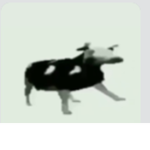 cow song club