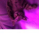 Sleepy cats and kittens :3