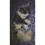 Just join kitty people
