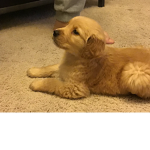 TheGoldenNimbus