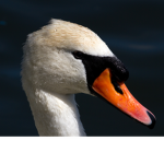 Swan TV Fan Club!