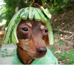 Watermelon studios corp