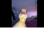 The duckś