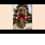 Christmas cats United