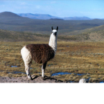 LAMA SPIT GROUP