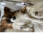 Doggies and cats only group!