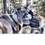 Reindeer Fan Club
