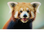 Support The Pandas!